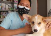 Cómo pueden ayudar los seguros para mascotas a cubrir el tratamiento de enfermedades genéticas
